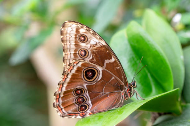 istock Macro shots, beautiful butterfly 1269582422