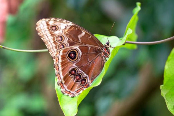 istock Macro shots, beautiful butterfly 1269583096