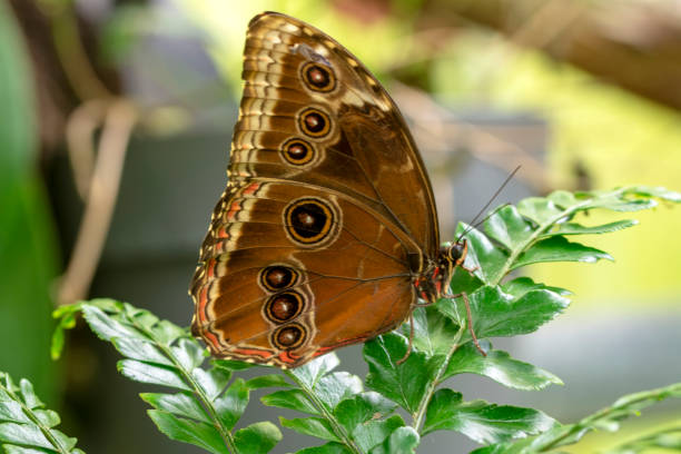 istock Macro shots, beautiful butterfly 1269583288