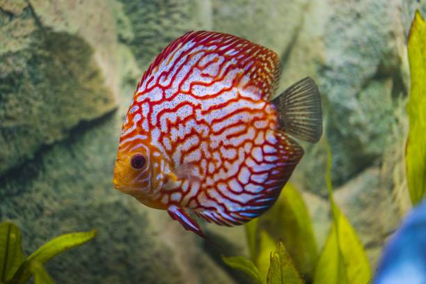 istock Close up view of gorgeous checkerboard red map discus aquarium fish. Hobby concept. 1269584633
