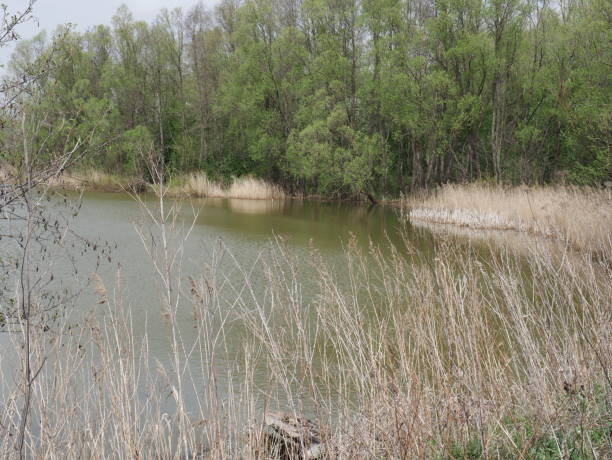 istock spring river in cloudy weather. Green grass 1269585433
