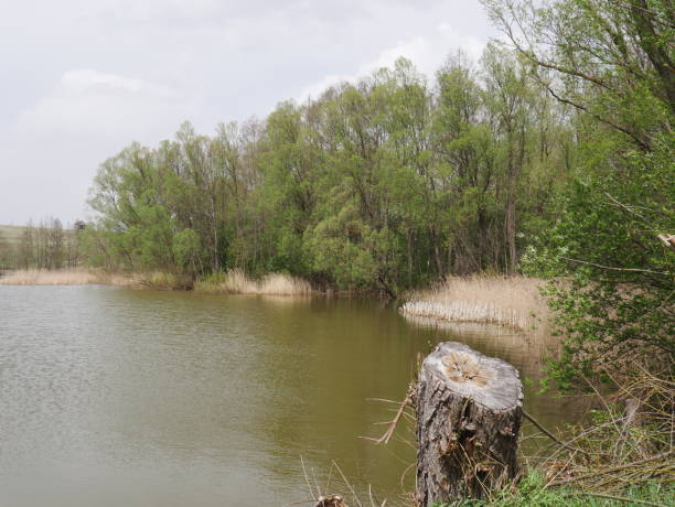 istock spring river in cloudy weather. Green grass 1269585450