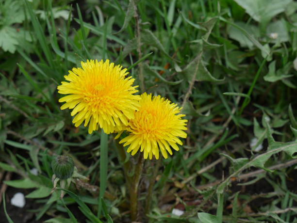 istock dandelions on the green grass close 1269585458