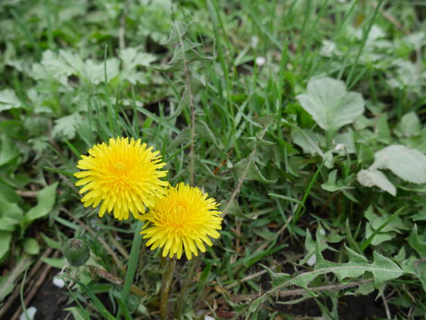 istock dandelions on the green grass close 1269585485