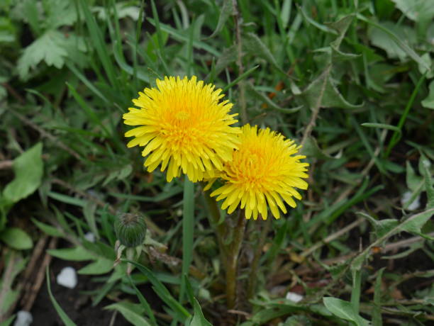 istock dandelions on the green grass close 1269585492