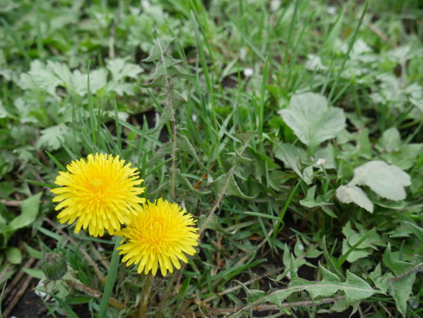 istock dandelions on the green grass close 1269585495