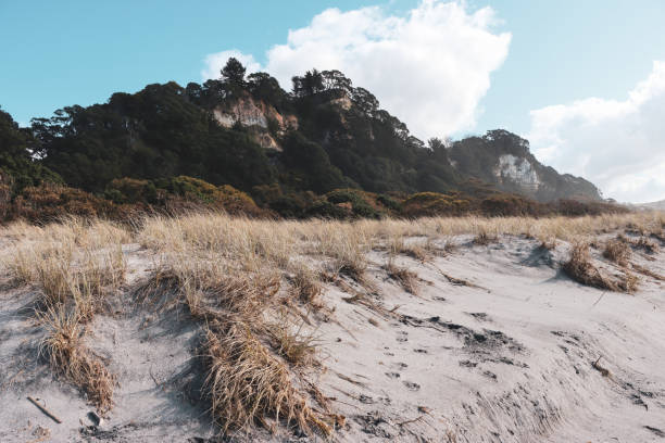 istock East Coast Pikowai 1269585712