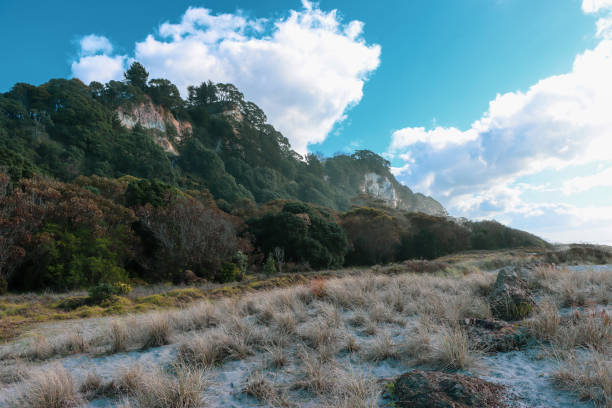 istock East Coast Pikowai 1269585720