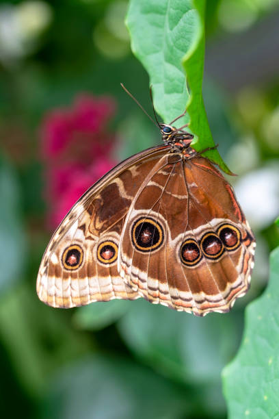 istock Macro shots, beautiful butterfly 1269586547