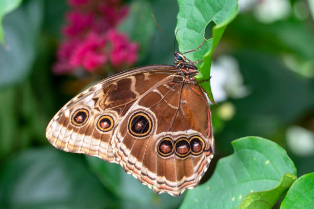 istock Macro shots, beautiful butterfly 1269587402