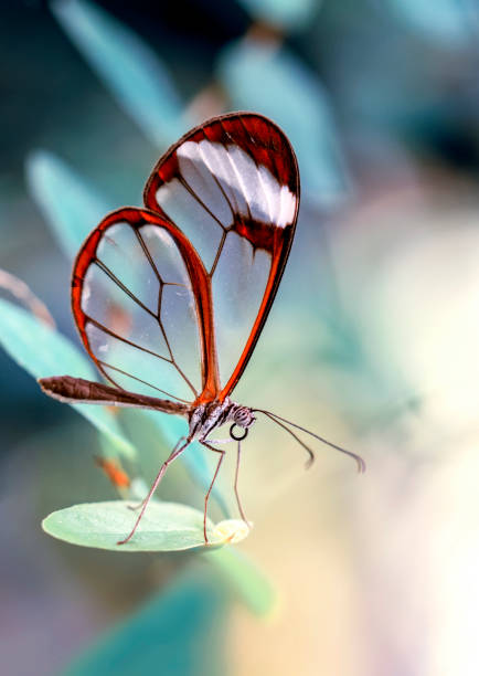 istock Macro shots, beautiful butterfly 1269587551