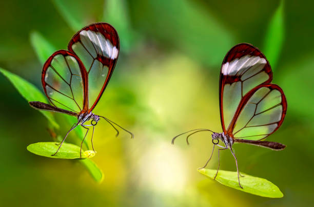 istock Macro shots, beautiful butterfly 1269588186