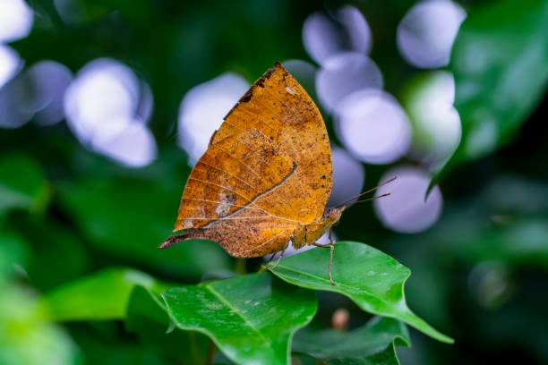 istock Macro shots, beautiful butterfly 1269588261