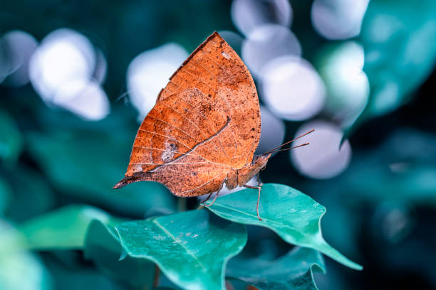 istock Macro shots, beautiful butterfly 1269588327