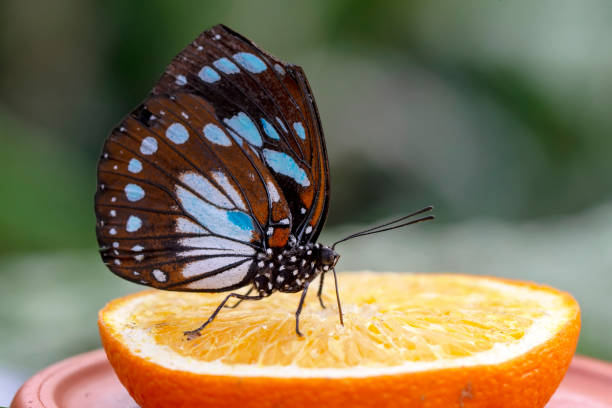 istock Macro shots, beautiful butterfly 1269588405