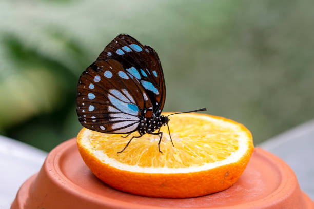 istock Macro shots, beautiful butterfly 1269589177