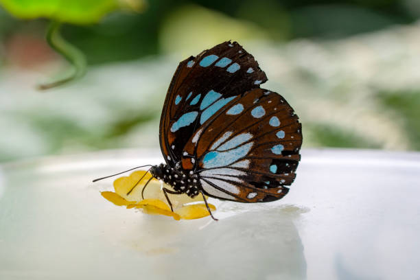 istock Macro shots, beautiful butterfly 1269590492