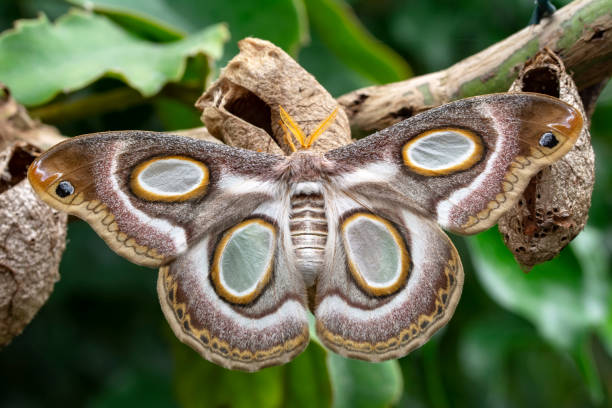 istock Macro shots, beautiful butterfly 1269590622