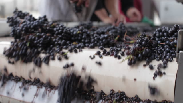 At The Vineyard - Sorting Grapes