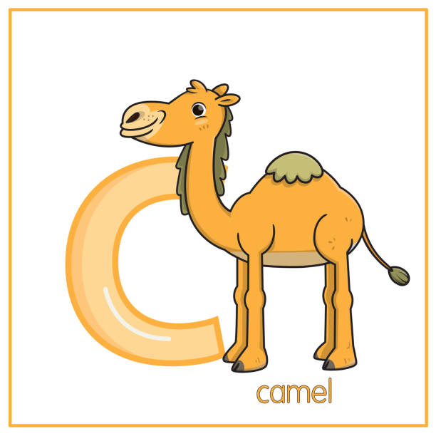 ilustrações, clipart, desenhos animados e ícones de ilustração vetorial de camelo com letra de alfabeto c caso inferior para crianças aprendendo a traçar a prática abc no tamanho de papel a4 pronto para imprimir. - traçar