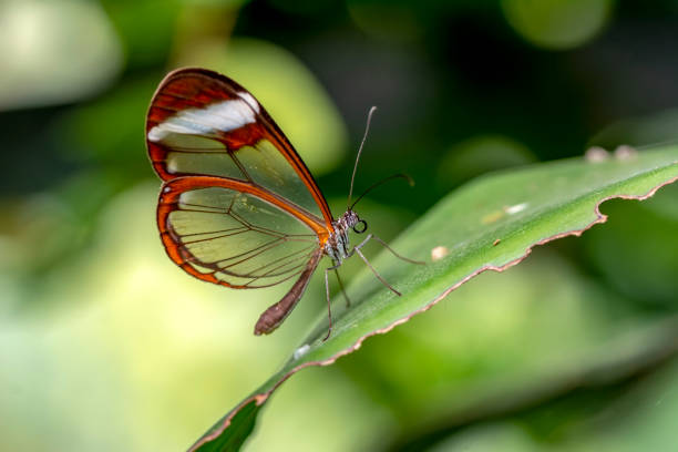 istock butterflies chrysalis on a branch 1269592840
