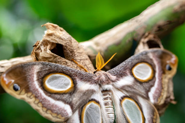 istock butterflies chrysalis on a branch 1269593721