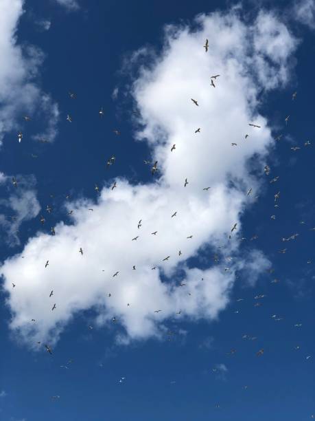 istock Flock of Seagulls 1269597616