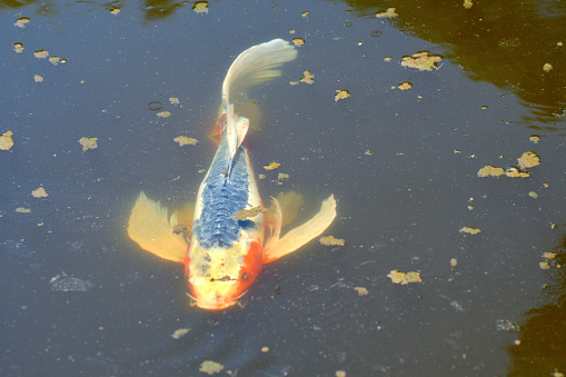 Varicolored carp with long fin, which is a crossbred of Japanese colored carp (Nishiki Koi) and Indonesian long fin carp. Japanese varicolored carp is ornamental fish, not for eating.