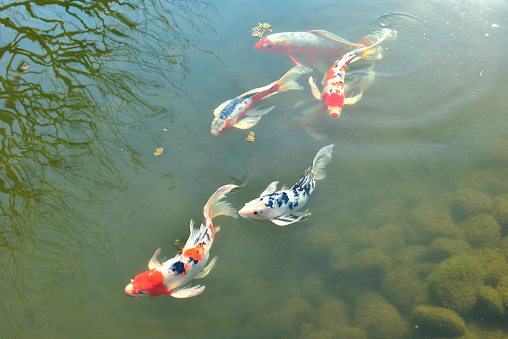 Varicolored carp with long fin, which is a crossbred of Japanese colored carp (Nishiki Koi) and Indonesian long fin carp. Japanese varicolored carp is ornamental fish, not for eating.