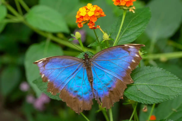 istock Macro shots, beautiful butterfly 1269599243