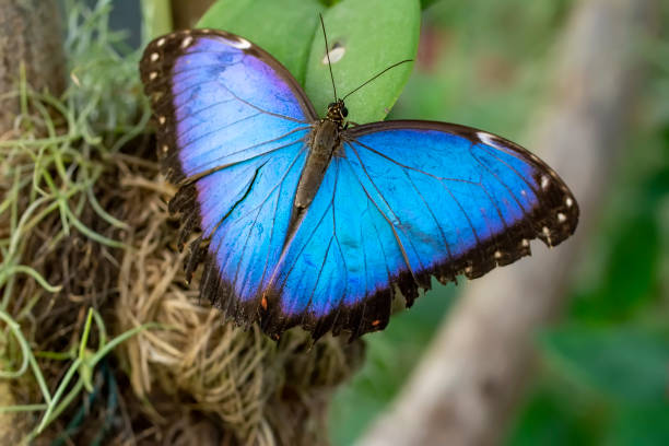 istock Macro shots, beautiful butterfly 1269599296