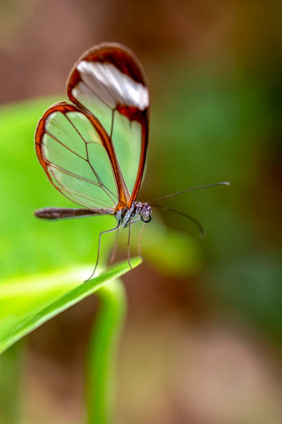 istock Macro shots, beautiful butterfly 1269599322