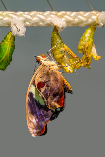 istock butterflies chrysalis on a branch 1269599576