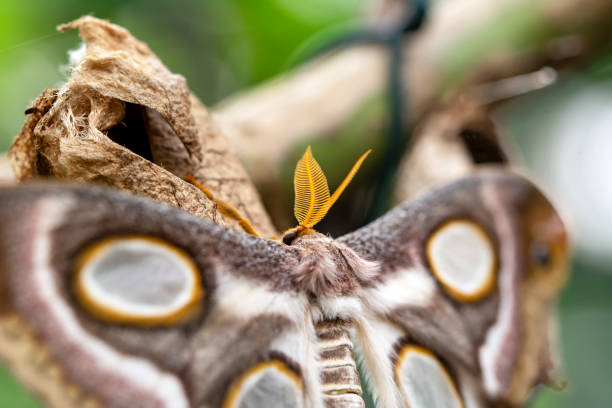 istock butterflies chrysalis on a branch 1269599597