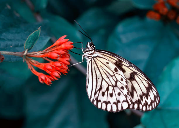 istock Macro shots, beautiful butterfly 1269600266