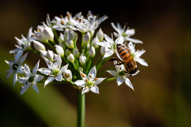 istock Bee on Chinese chive flowers 1269601095