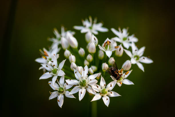 istock Bee on Chinese chive flowers 1269601103