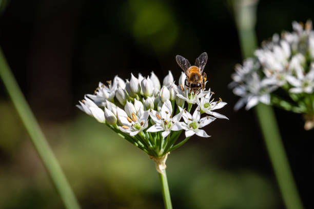 istock Bee on Chinese chive flowers 1269601130