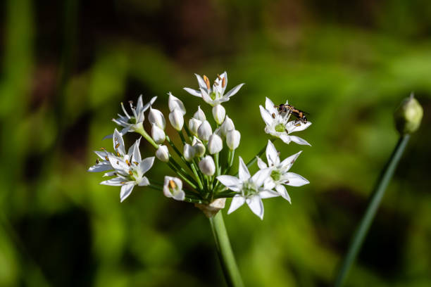 istock Chinese chive flowers 1269601175