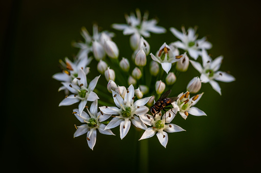 Chinese chive flowers with insects