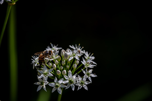 Bee on Chinese chive flowers
