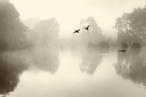 Ducks in Flight Silhouetted on a Misty Lake Focus on Foreground. Sepia Toned. Canon 5DMkii Lens EF100mm f/2.8L Macro IS USM ISO 50