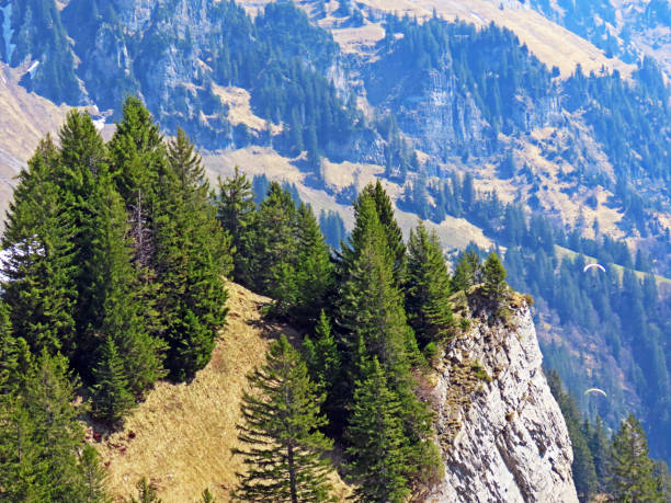 istock Mixed forests and thinned out trees on the slopes of the Churfirsten mountain range and in the Alptal alpine valley, Walenstadtberg - Canton of St. Gallen, Switzerland (Kanton Sankt Gallen, Schweiz) 1269603427