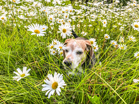 A beagle finds some fun in the long grass and daisies.