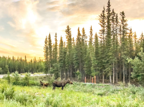 istock Moose and Calves - Sunrise in Alaska 1269603488