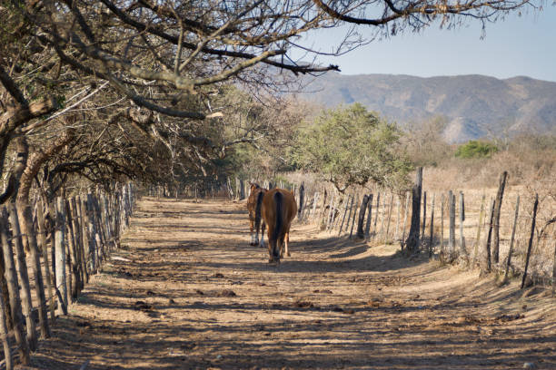 istock horses that run free through the field 1269605004