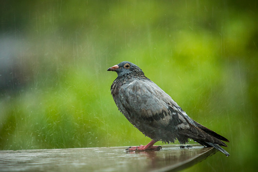 pigeon standing while hard raing falling against green background
