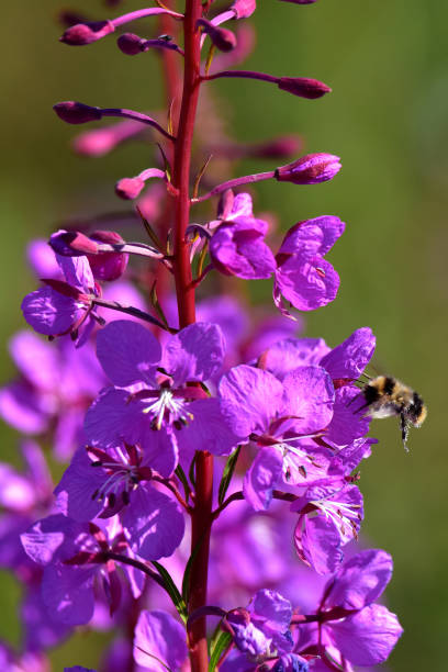 istock A bumblebee collects pollen from fireweed blossoms 1269606409