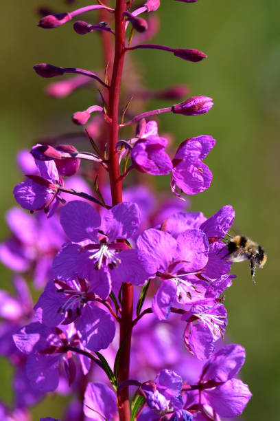 A bumblebee collects pollen from fireweed blossoms stock photo