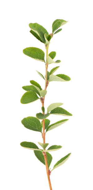 rama verde de hojas de arándano, aisladas sobre fondo blanco. primavera con hojas de arándano. - agracejo rojo fotografías e imágenes de stock